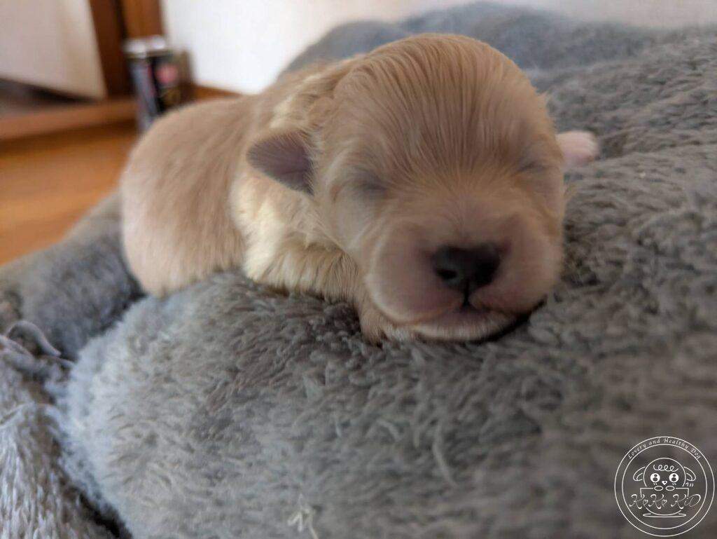 ティーカップ〜タイニ―プードル予想