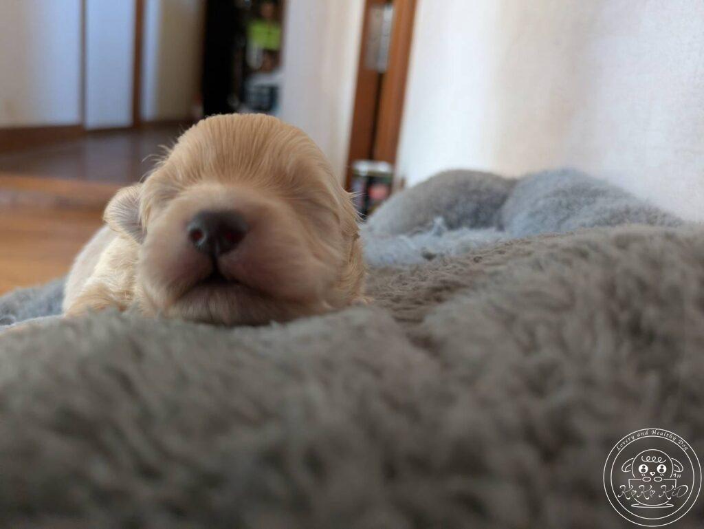 ティーカップ〜タイニ―プードル予想