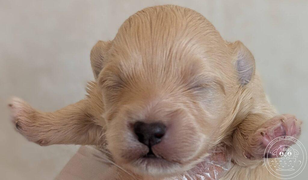 ティーカップ〜タイニ―プードル予想