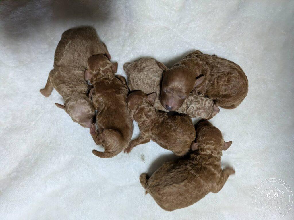 ティーカップ〜タイニ―プードル予想