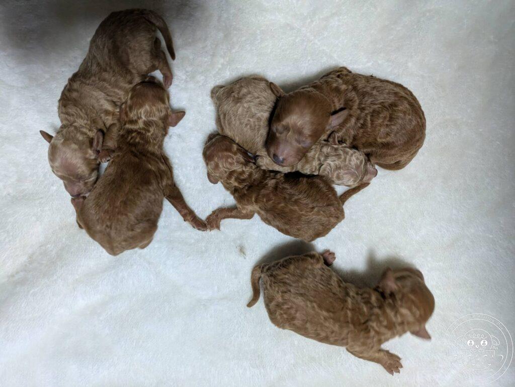 ティーカップ〜タイニ―プードル予想