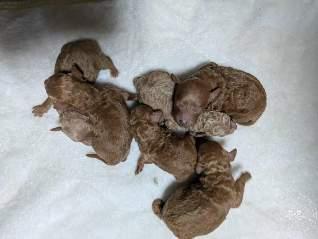 ティーカップ〜タイニ―プードル予想