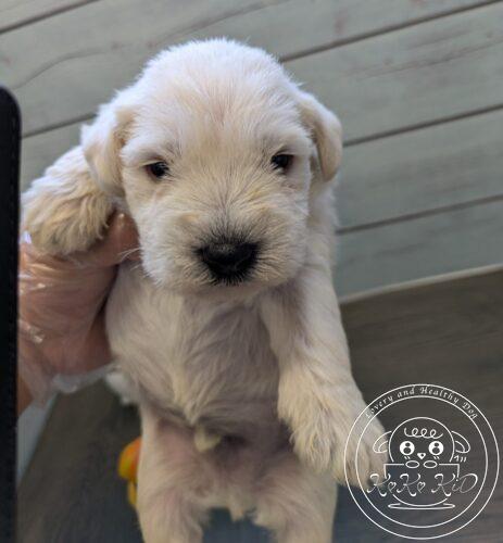 ミニチュアシュナウザー