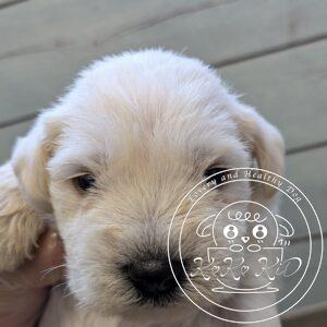 ミニチュアシュナウザー