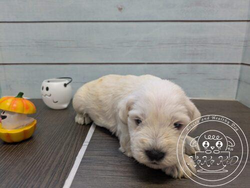 ミニチュアシュナウザー