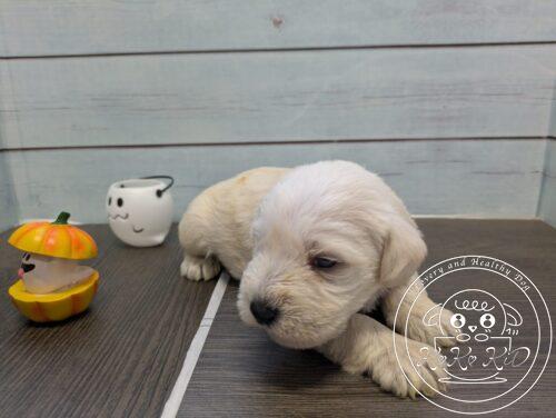 ミニチュアシュナウザー