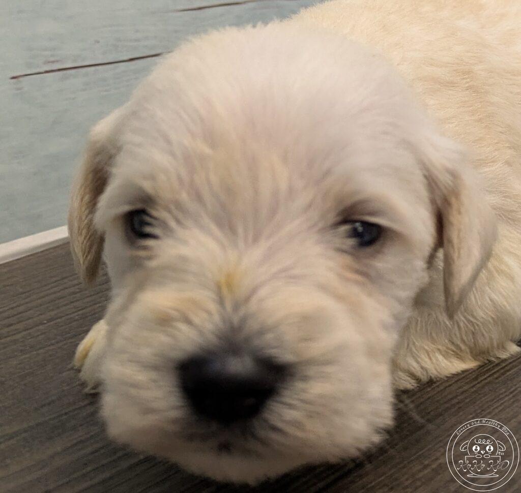 ミニチュアシュナウザー