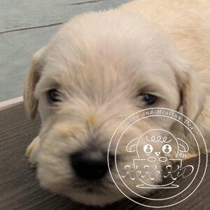 ミニチュアシュナウザー