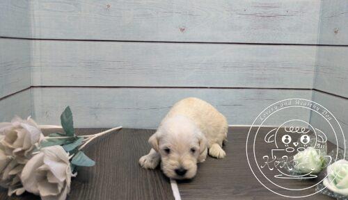 ミニチュアシュナウザー