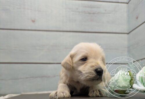 ミニチュアシュナウザー