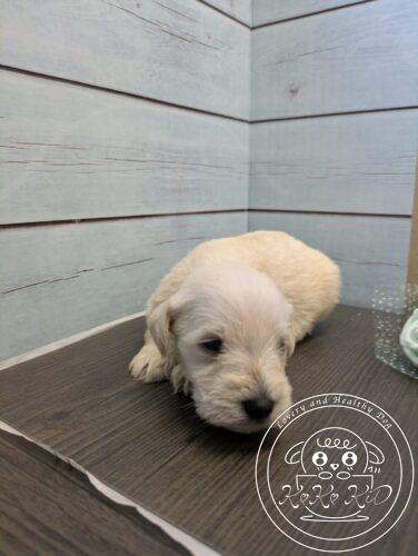 ミニチュアシュナウザー