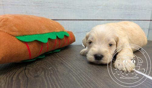 ミニチュアシュナウザー