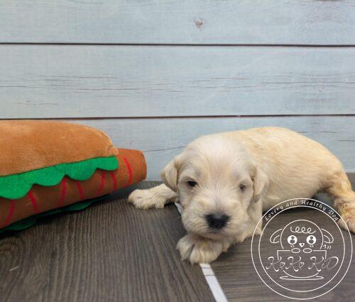 ミニチュアシュナウザー