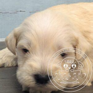 ミニチュアシュナウザー