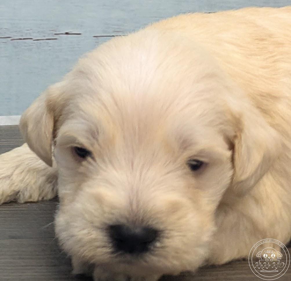 ミニチュアシュナウザー