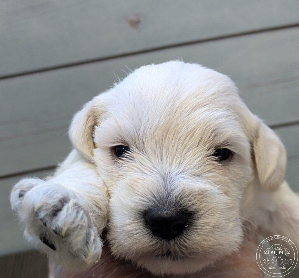 ミニチュアシュナウザー