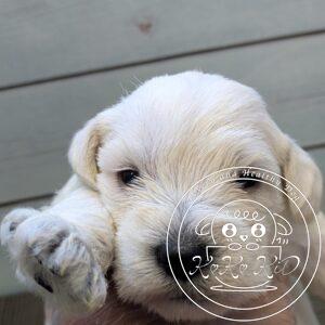 ミニチュアシュナウザー