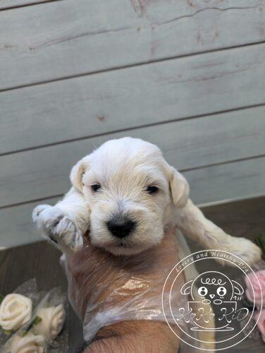 ミニチュアシュナウザー