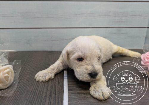 ミニチュアシュナウザー