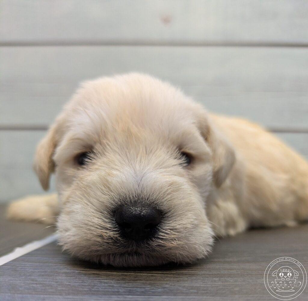 ミニチュアシュナウザー