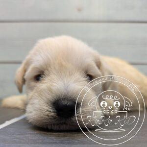 ミニチュアシュナウザー