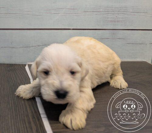 ミニチュアシュナウザー