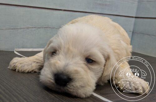 ミニチュアシュナウザー