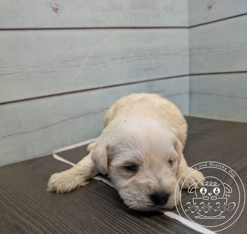 ミニチュアシュナウザー