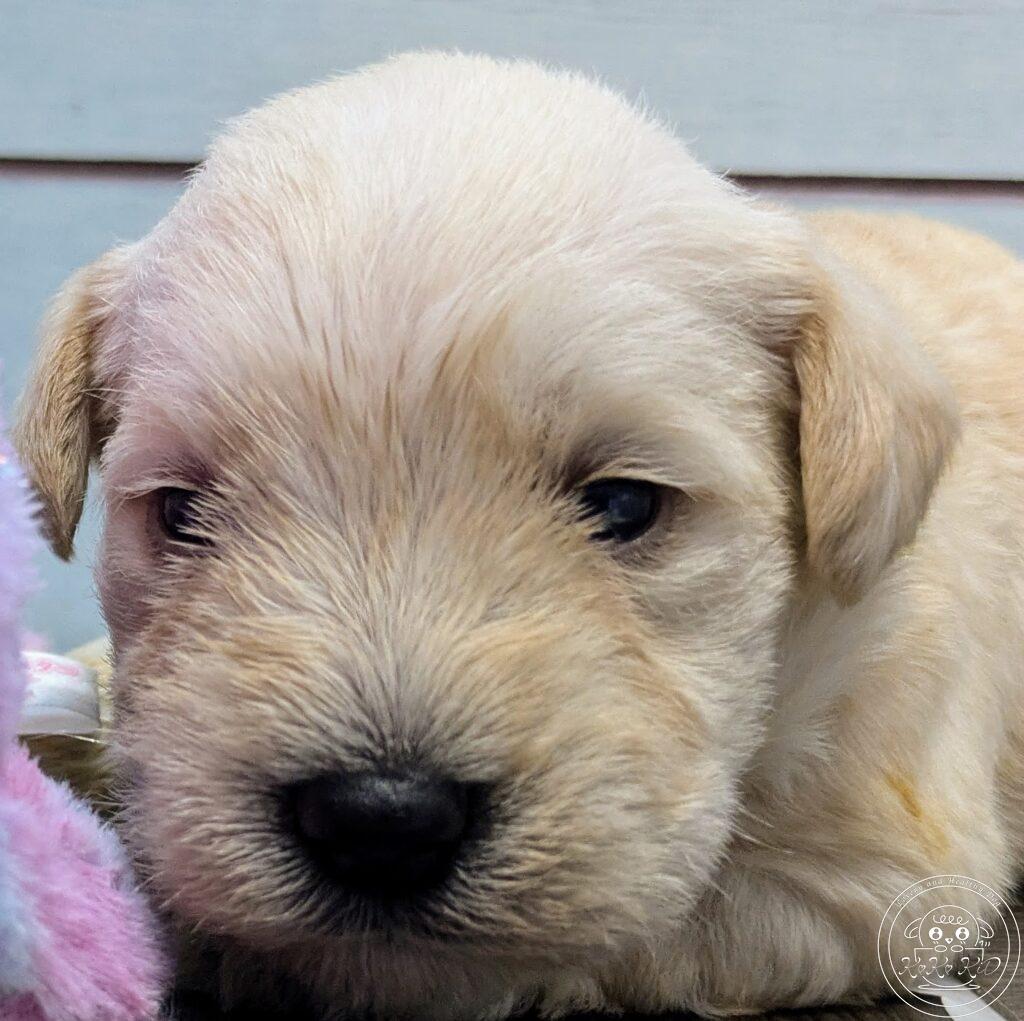 ミニチュアシュナウザー