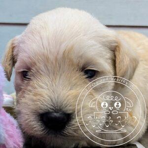 ミニチュアシュナウザー