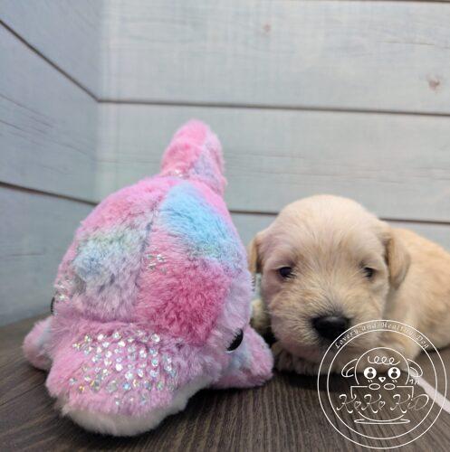 ミニチュアシュナウザー