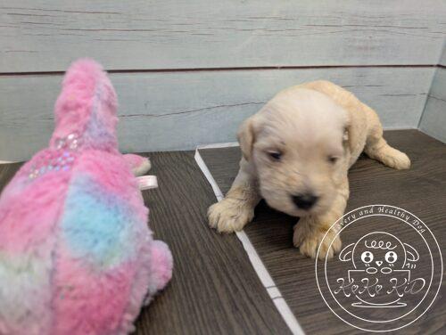 ミニチュアシュナウザー