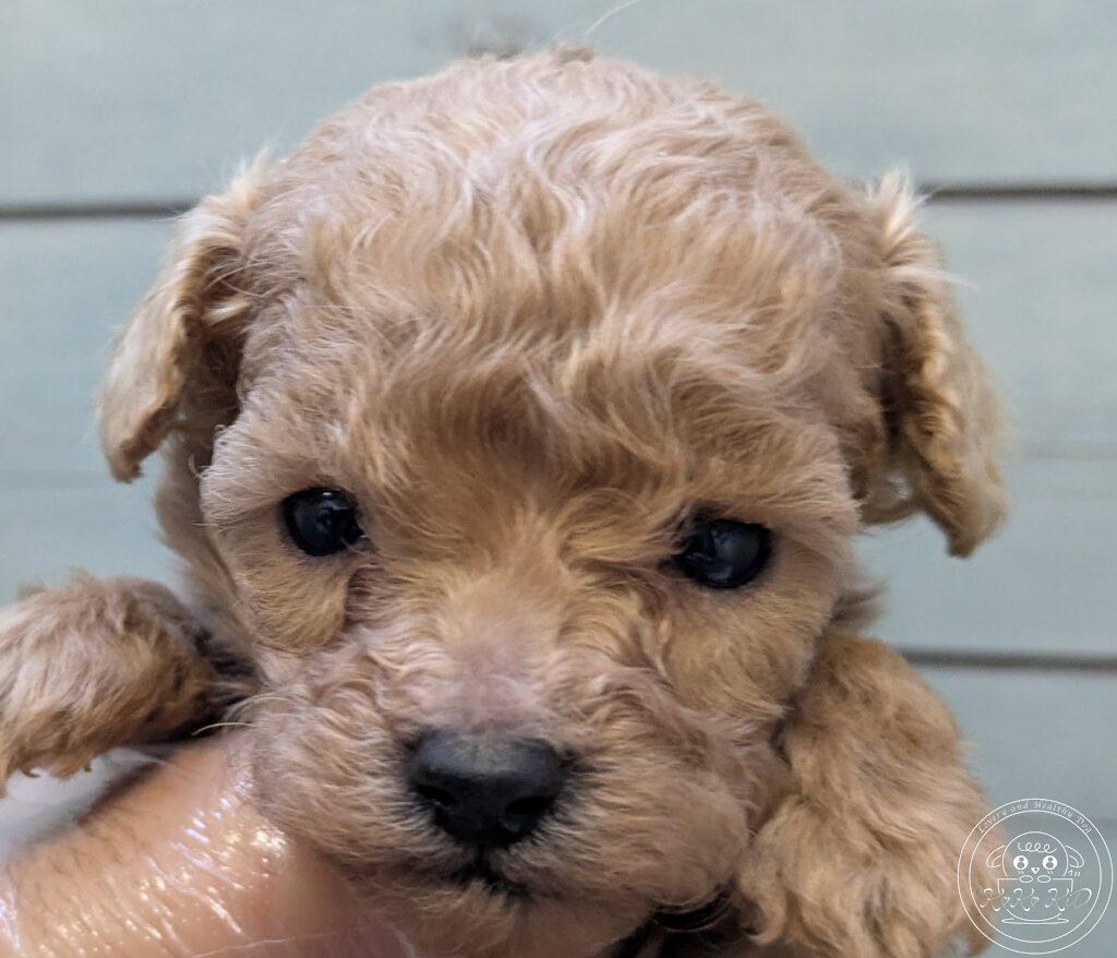 ティーカップ予想のトイプードル