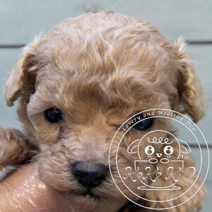 ティーカップ予想のトイプードル