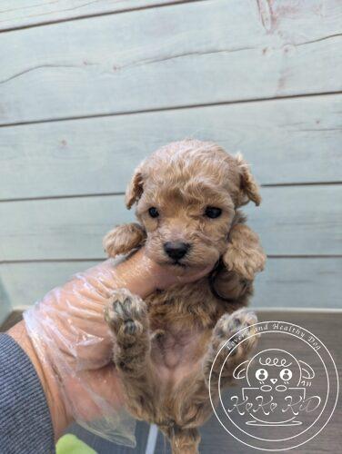 ティーカップ予想のトイプードル