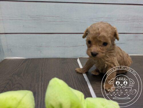 ティーカップ予想のトイプードル