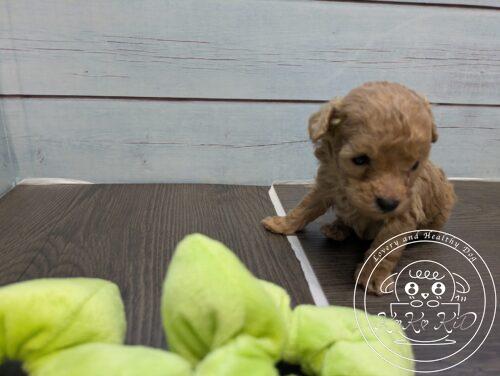 ティーカップ予想のトイプードル