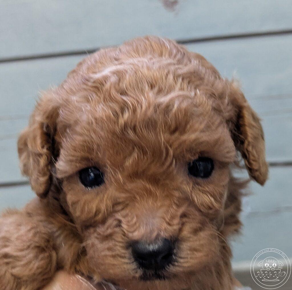 ティーカップ予想のトイプードル