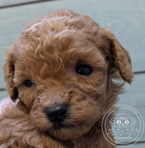 ティーカップ予想のトイプードル