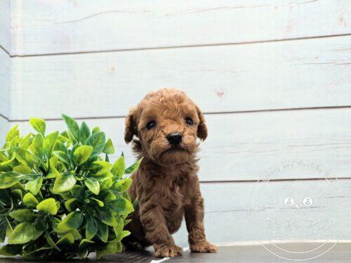 ティーカップ予想のトイプードル