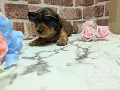 PXL_20251004_073251430.MP