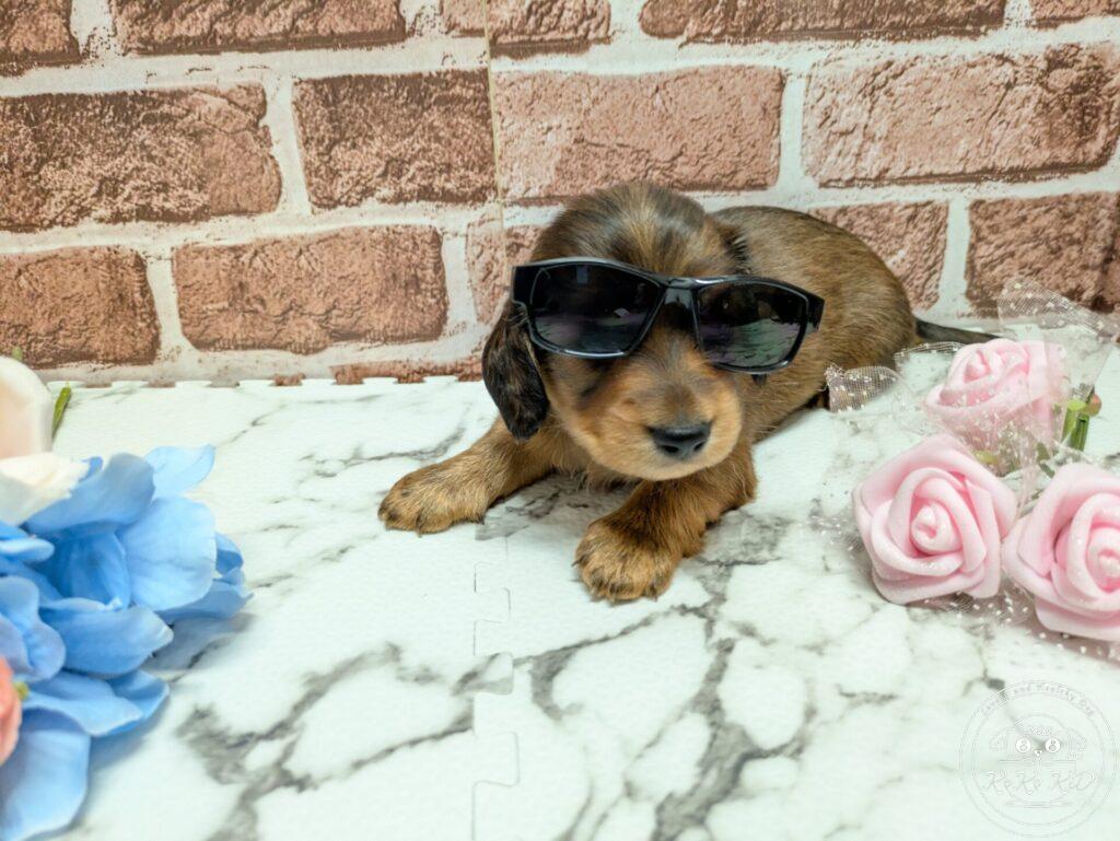 カニヘンダックスフンド