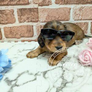 カニヘンダックスフンド