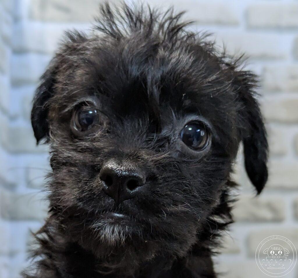 ボストンミックス