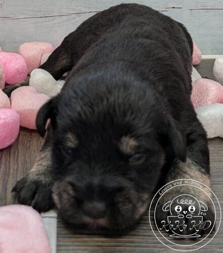 ミニチュアシュナウザー