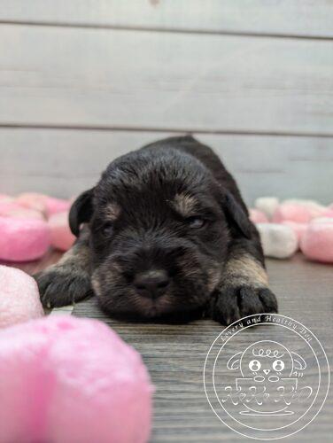 ミニチュアシュナウザー