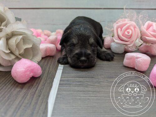 ミニチュアシュナウザー