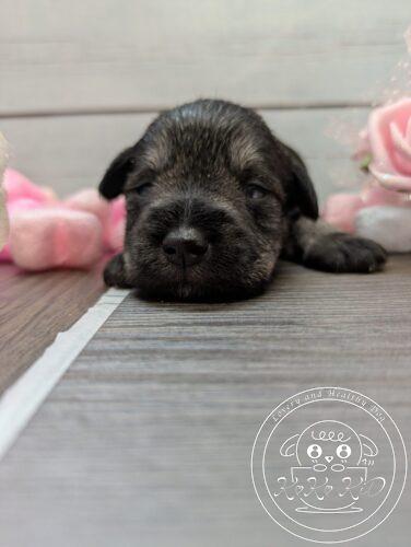 ミニチュアシュナウザー