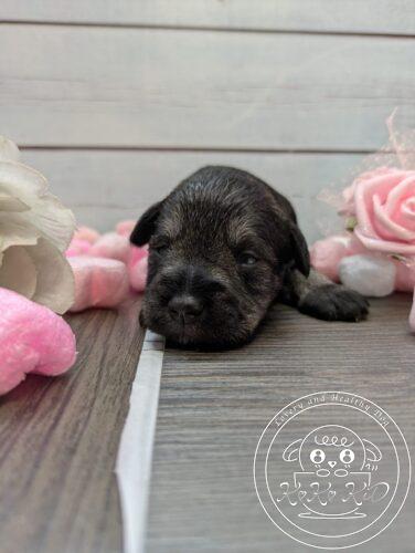 ミニチュアシュナウザー