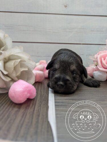 ミニチュアシュナウザー